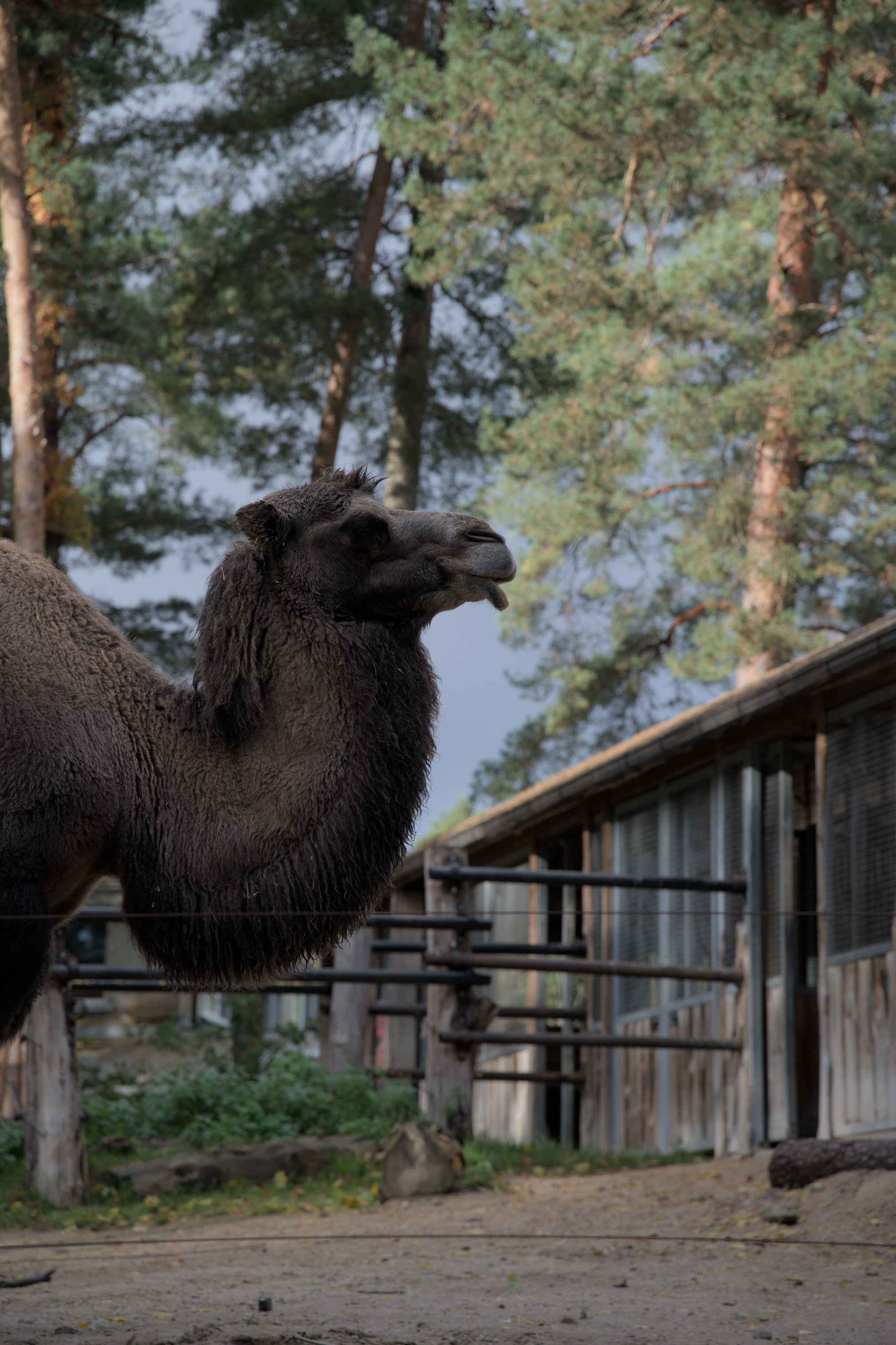 2025/10/12 - zoo/DSC_0047.jpg